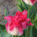 'Liberstar'