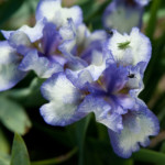 Mākonītis - zemais - borderīriss