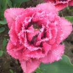 'Matchpoint'