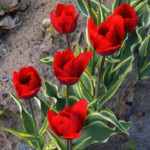 'Mickey Promi Design'