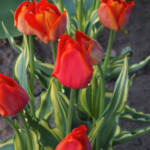 'Multi Orange Design'