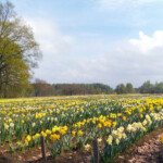 Narcises Daugmalē 2011.g.