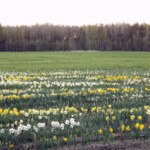 Narcises Latgalē 2012.g.