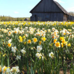 Narcises Latgalē 2012.g.