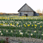 Narcises Latgalē 2012.g.