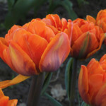 'Orange Princess'