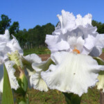 Powder Blue Angel