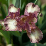 Riekstiņš - zemais - borderīriss