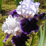 Royal Snowcap