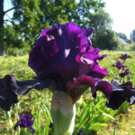 Silent Violet