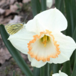 Sping Pride