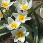 Tulipa polychroma