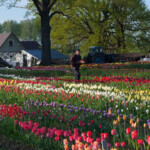 Pirms tulpju izstādes