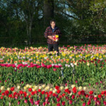 Pirms tulpju izstādes