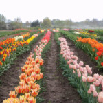 Tulpes pilnziedā Daugmalē