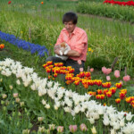 Arī kaķim patīk tulpes