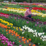 Tulpju izstādes priekšvakarā