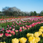 Tulpes zied