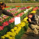 Top bildes katalogam