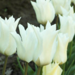 'White Elegance'