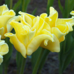 'Yellow Crown'