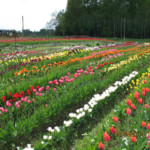 Tulpes Daugmalē