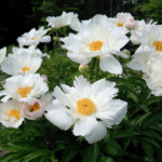 Krinkled White