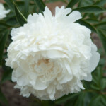 Mrs. Edvard Harding