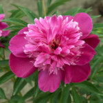 Ruth Clay