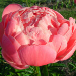 Coral Charm