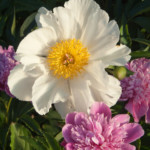 Peoniju sēklaudzis