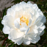 Gardenia