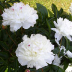 Festiva Maxima