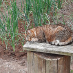 Arī tā var gulēt 8.jūl. 2020.g.