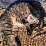 Arī tā var gulēt 1.okt. 2021.g.