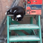 Arī tā var gulēt 3.jūl. 2021.g.