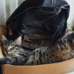 Arī tā var gulēt 13.marts 2021.g.