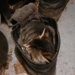 Arī tā var gulēt 30.sept. 2020.g.