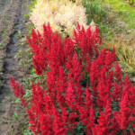 Astilbes zied