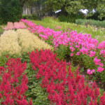 Astilbes zied 18.jul 2015.g