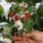 Avenes 26.oktobris 2012.g