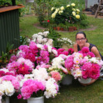 Baltijas peoniju festivālam