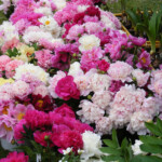 Baltijas peoniju festivālam