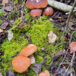 Baraviku gads 15.sept. 2020.g