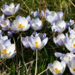 Krokusi Blue Pearl