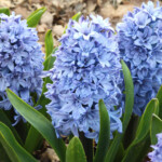 Blue Tango