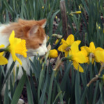 Bonifācijs apgaitā