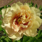 Canary Brilliants