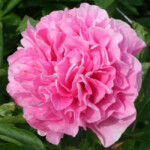 Carnation Bouquet