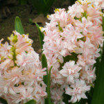 Chestnut Flower